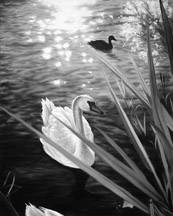 Swan_1