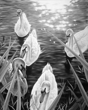 Swan_2