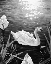 Swan_3