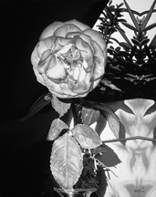 A_rose